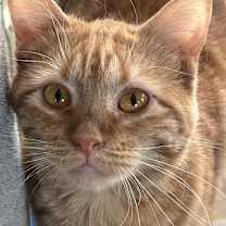 Thumbnail photo of Marge #2