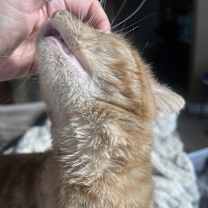 Thumbnail photo of Marge #4