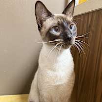 Thumbnail photo of Billie Bean #3