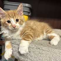 Thumbnail photo of Bowser #3