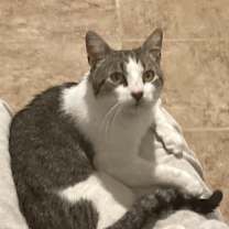 Thumbnail photo of ROLLER MAGIC #2