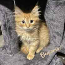 Thumbnail photo of Benjamin #brother-of-Hanna #1