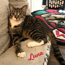 Thumbnail photo of Clover and Luna #bonded-sisters #3