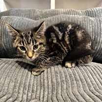 Thumbnail photo of Guccie #2