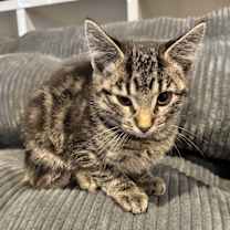 Thumbnail photo of Minx #3