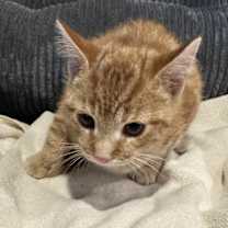 Thumbnail photo of Grizz #3