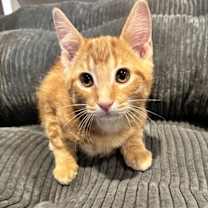 Thumbnail photo of Moonpie #3