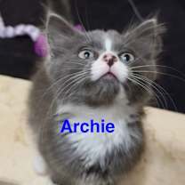 Thumbnail photo of Archie #1