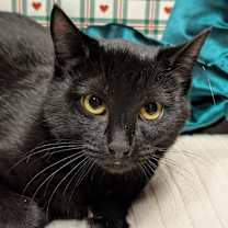 Thumbnail photo of Jet #2