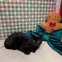 Thumbnail photo of Jet #4