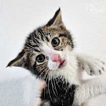 Thumbnail photo of Yell #4