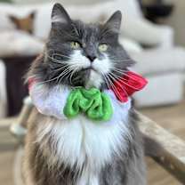 Thumbnail photo of Blanche Kitty #1