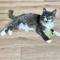 Thumbnail photo of Blanche Kitty #2