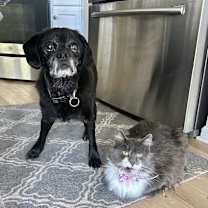 Thumbnail photo of Blanche Kitty #3