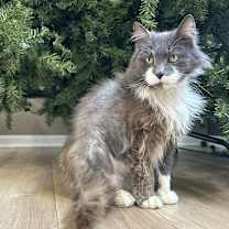 Thumbnail photo of Blanche Kitty #4