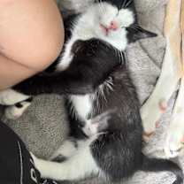 Thumbnail photo of Coco Chanel #2