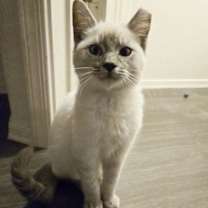 Thumbnail photo of Yuki Snowball #1