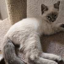 Thumbnail photo of Yuki Snowball #2