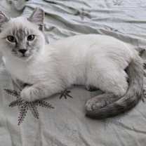 Thumbnail photo of Yuki Snowball #3