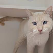 Thumbnail photo of White Mocha Espresso #1