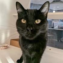 Thumbnail photo of Honey #1