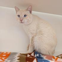 Thumbnail photo of White Mocha Espresso #3