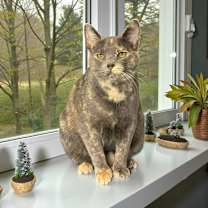 Thumbnail photo of Coral #2