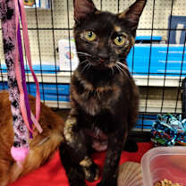 Thumbnail photo of Rose Anna #1