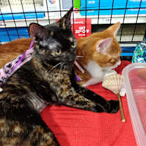 Thumbnail photo of Rose Anna #3