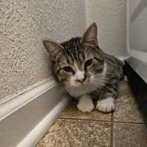 Thumbnail photo of Stormy #4