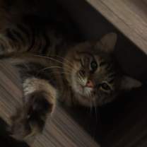 Thumbnail photo of Mercedes #2