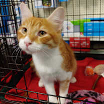 Thumbnail photo of Tobias #1