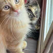 Thumbnail photo of Hanna #sister-of-Benjamin #4