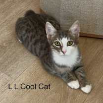 Thumbnail photo of L L Cool Cat #2