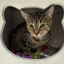 Thumbnail photo of Sultana #1