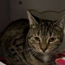 Thumbnail photo of Sultana #4