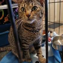 Thumbnail photo of Sweet Caroline #3