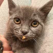 Thumbnail photo of Ivy #3