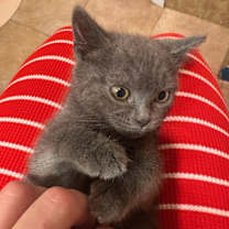 Thumbnail photo of Ivy #4