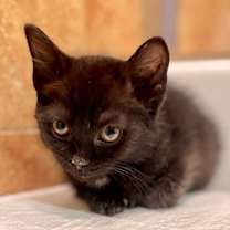 Thumbnail photo of Holly #4