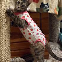 Thumbnail photo of Cinnamon #4