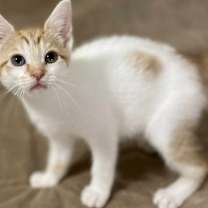 Thumbnail photo of Bakerloo #4