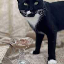 Thumbnail photo of Debonair #4