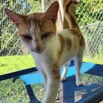 Thumbnail photo of Jellybean #1