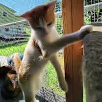 Thumbnail photo of Jellybean #2