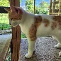 Thumbnail photo of Jellybean #3