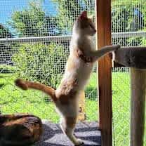 Thumbnail photo of Jellybean #4