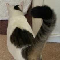 Thumbnail photo of Eli #3