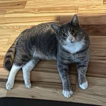 Thumbnail photo of Smokey #2