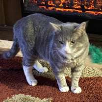 Thumbnail photo of Smokey #3